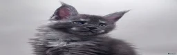 Maine Coon cats for sale: Adorable TICA  registered active Mainecoons  - Advert 1