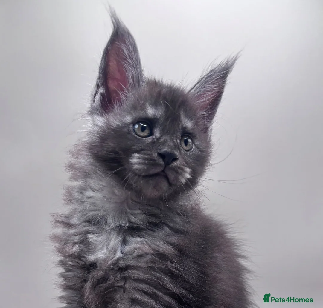 Maine Coon cats for sale: Adorable TICA  registered active Mainecoons  - Advert 1