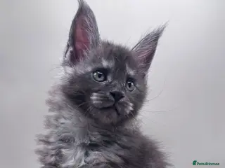 Maine Coon cats Adorable Gccf registered Mainecoons - Advert 6