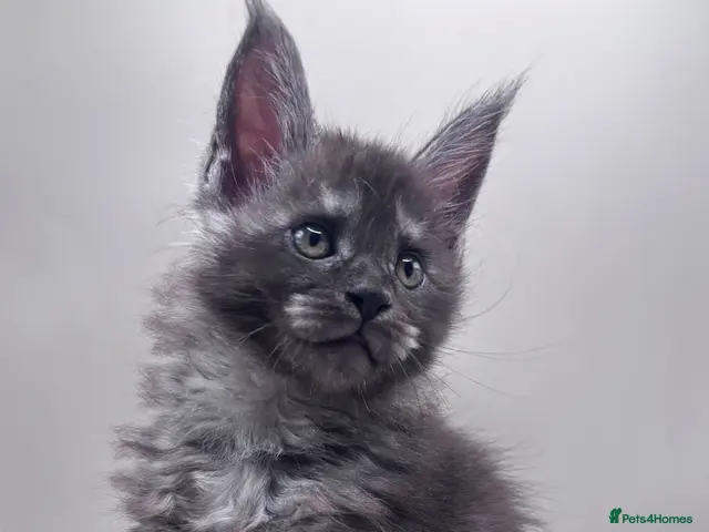 Maine Coon cats Adorable TICA active registered Mainecoons - Advert 5
