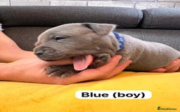 Staffordshire Bull Terrier dogs for sale:   Champion-KC.Reg.Blue Staffordshire Bull Terrier  - Image 18