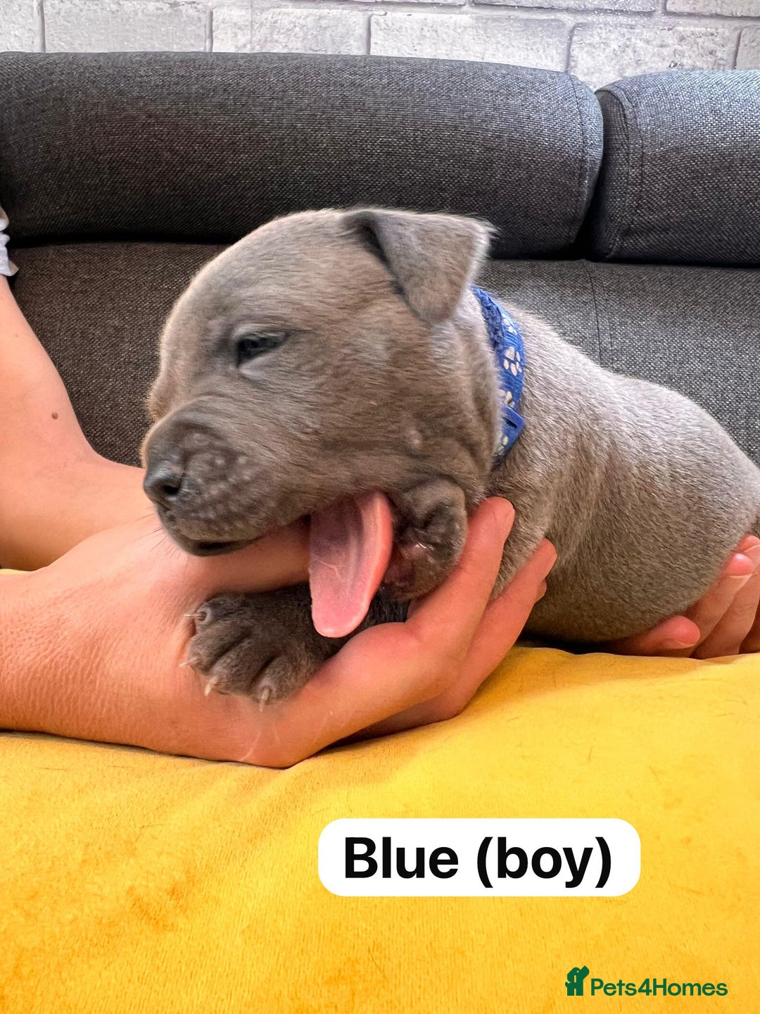Staffordshire Bull Terrier dogs for sale:   Champion-KC.Reg.Blue Staffordshire Bull Terrier  - Image 18