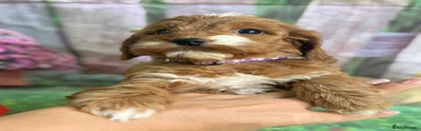 Cockapoo Puppy 5