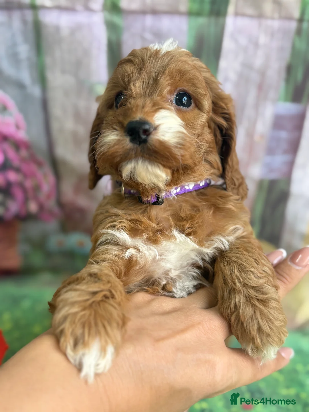 Cockapoo dogs for sale: Exceptional F1 Cockapoo puppies  in Ashford - Advert 2