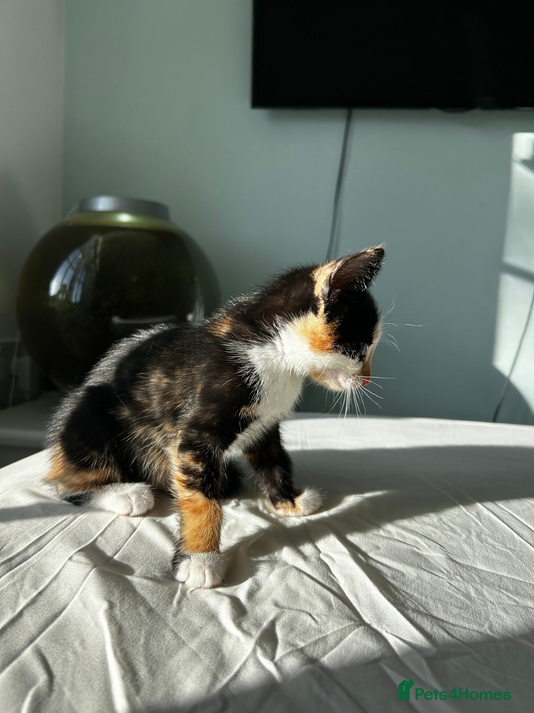 Mixed Breed cats for sale: Stunning mixed kittens  - Image 8
