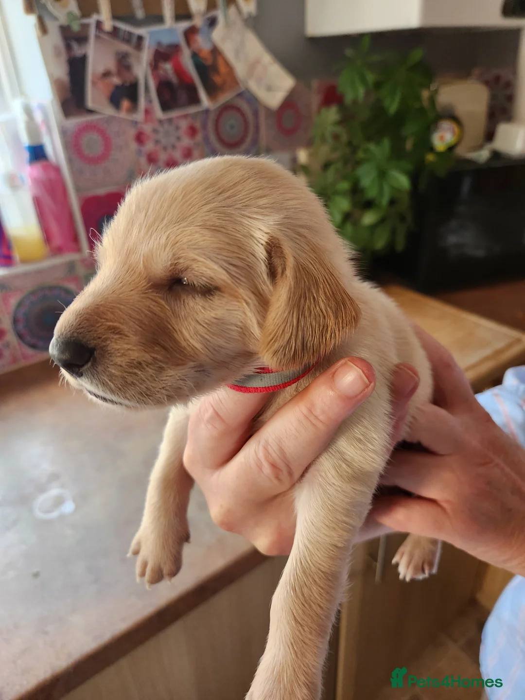 Cockerdor dogs for sale: A beautiful litter of 7 Cockadors in Colchester - Advert 2