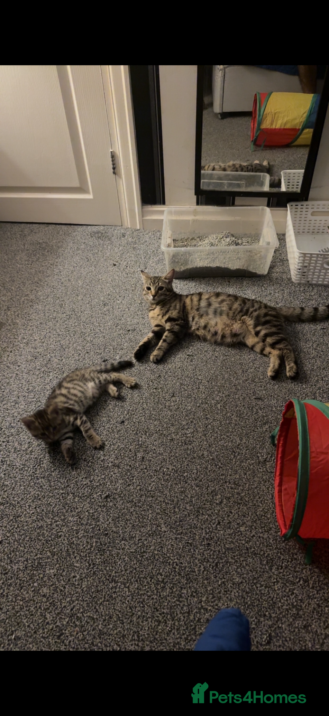 Domestic Shorthair cats for sale: 4 beautiful kittens, £100 each!! - Image 6