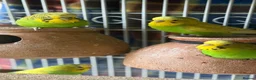 Budgerigars birds for sale: Budgerigar - Advert 1