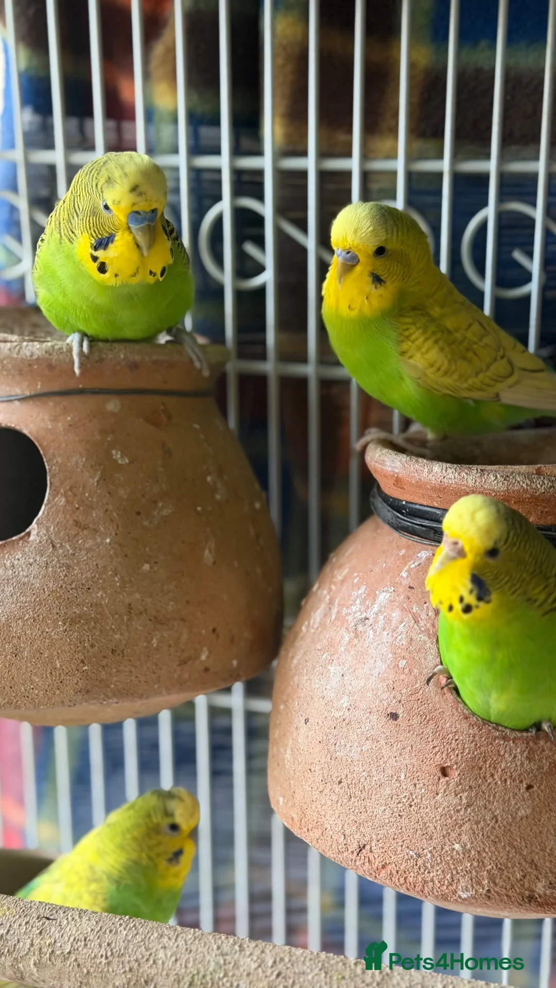 Budgerigars birds for sale: Budgerigar - Advert 1