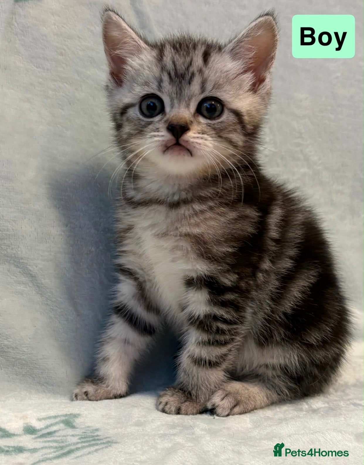 Mixed Breed cats 3 beautiful kittens for sale  - Advert 2