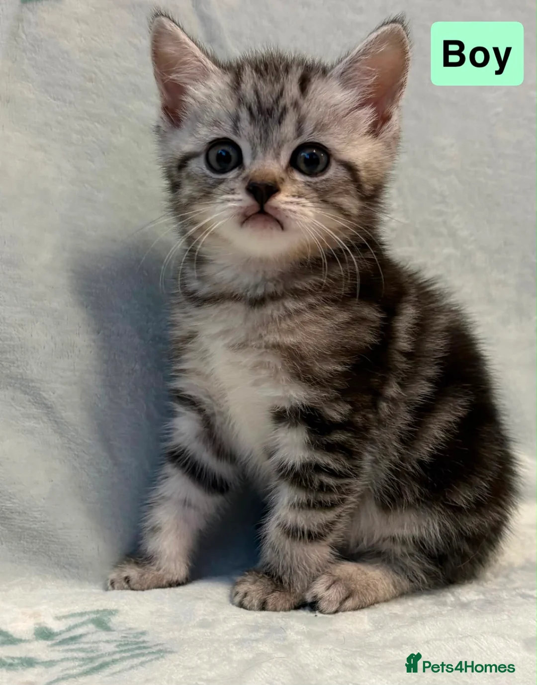 Mixed Breed cats for sale: 3 beautiful kittens for sale  - Advert 1