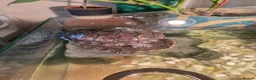 Turtle reptiles for sale: Two very happy turtle in Oxford - Advert 3