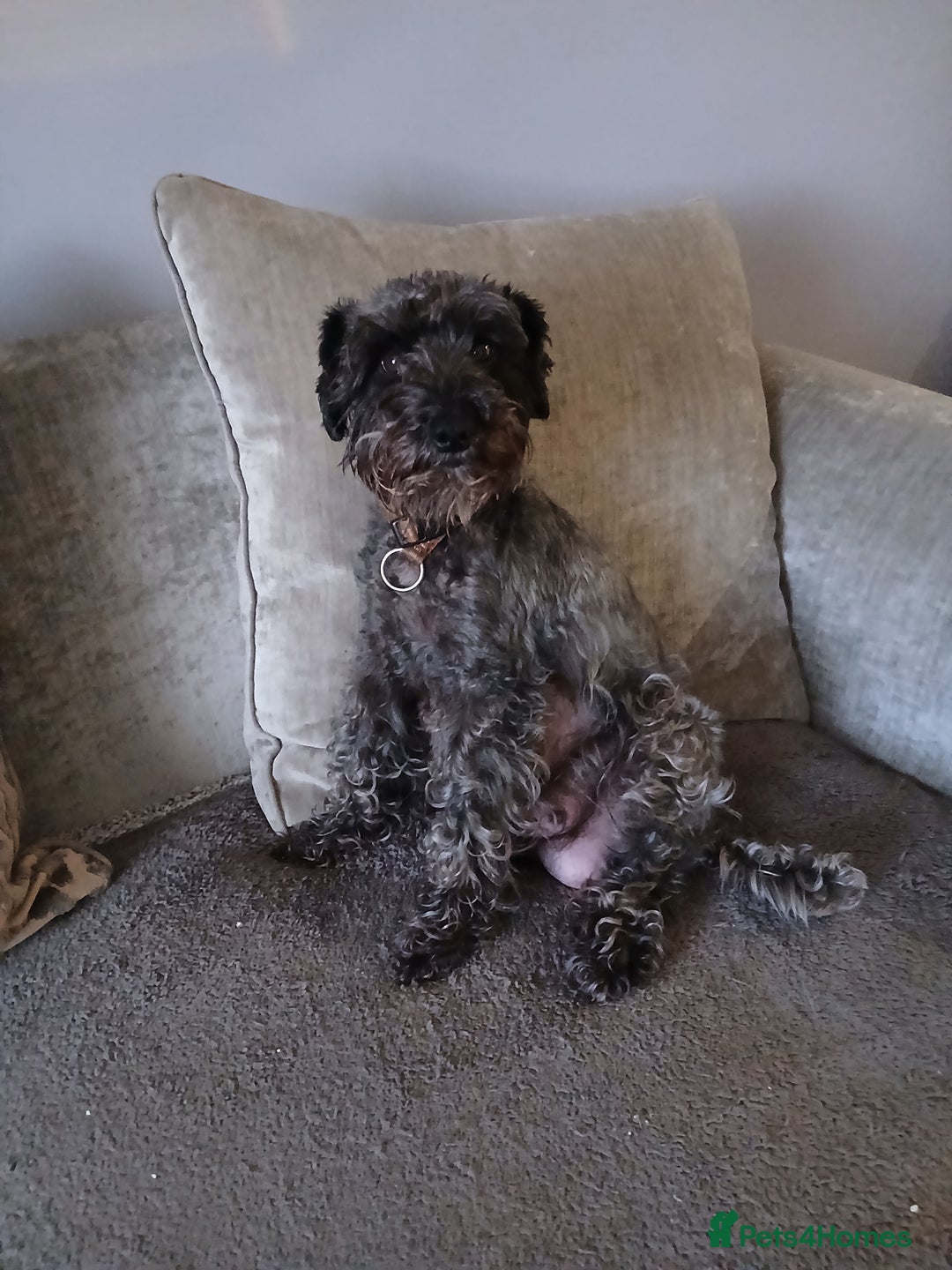 Schnoodle dogs for sale: Schnoodle puppies  - Advert 15