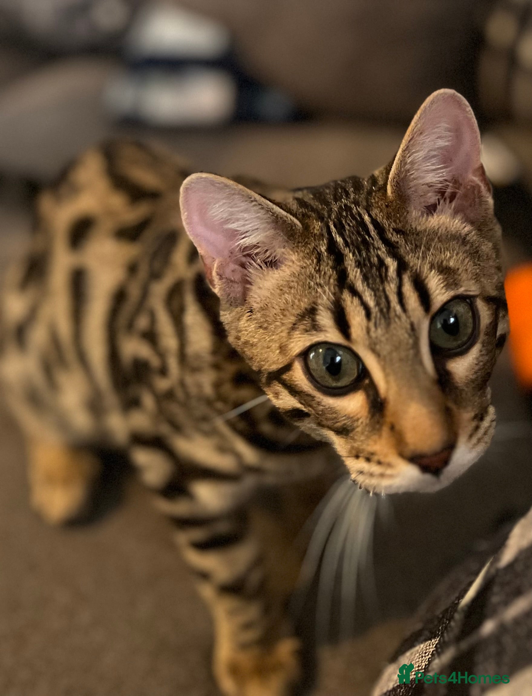 Bengal cats TICA registered, bengal boy - Advert 4