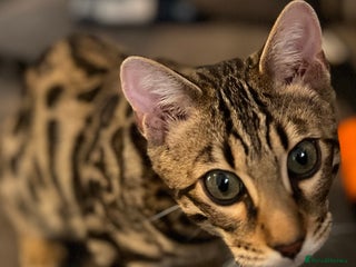 Bengal cats TICA registered, bengal boy - Advert 1