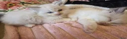 Ragdoll cats for sale: Ragdoll kittens purebred  - Advert 8