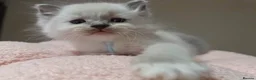 Ragdoll cats for sale: 5Gen Ped Ragdoll Kittens&Ready2Reserve - Advert 33