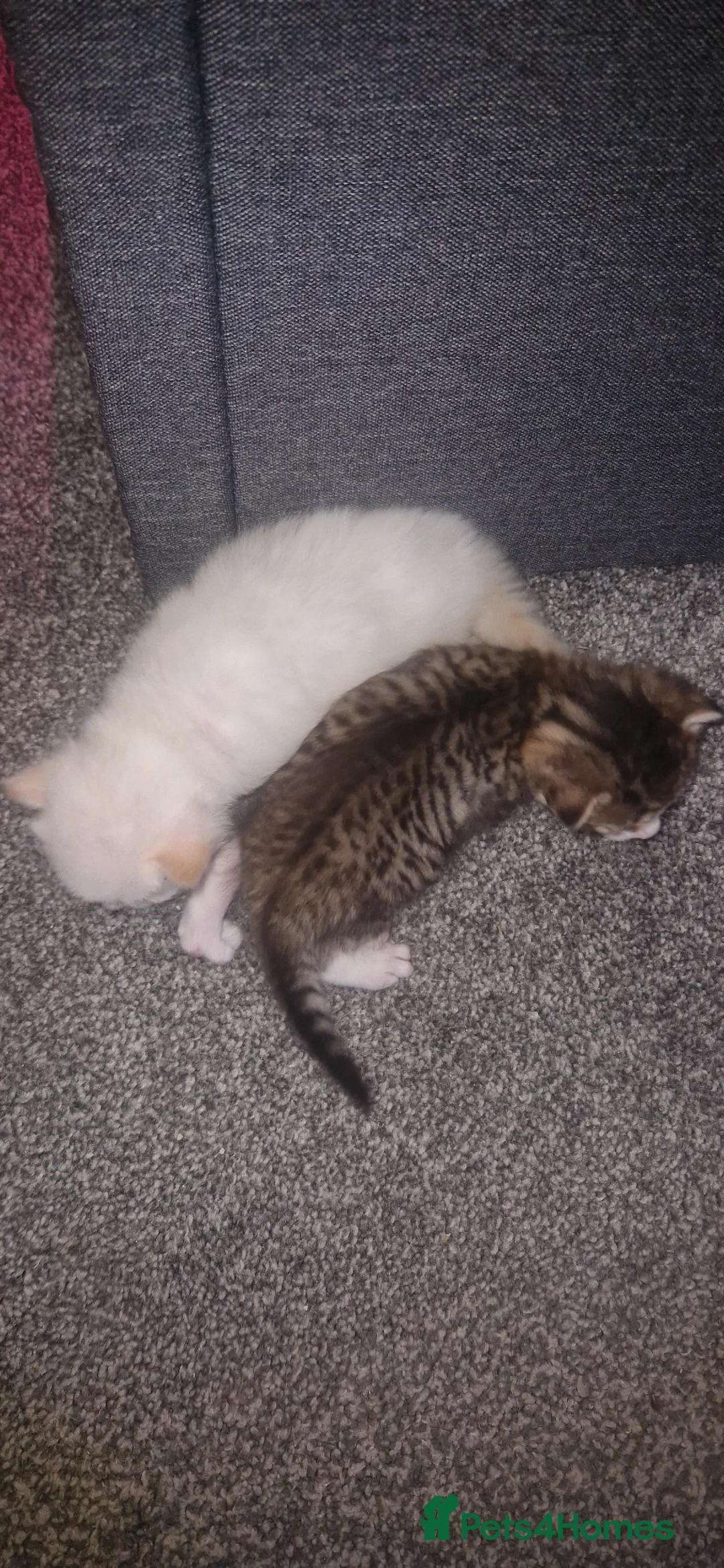 Domestic Shorthair cats for sale: Kittens  - Advert 6