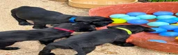 Mixed Breed dogs for sale: Portuguese Water Dog X Labrador - Advert 4