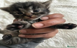 Maine Coon cats for sale: Adorable Kittens  - Image 15