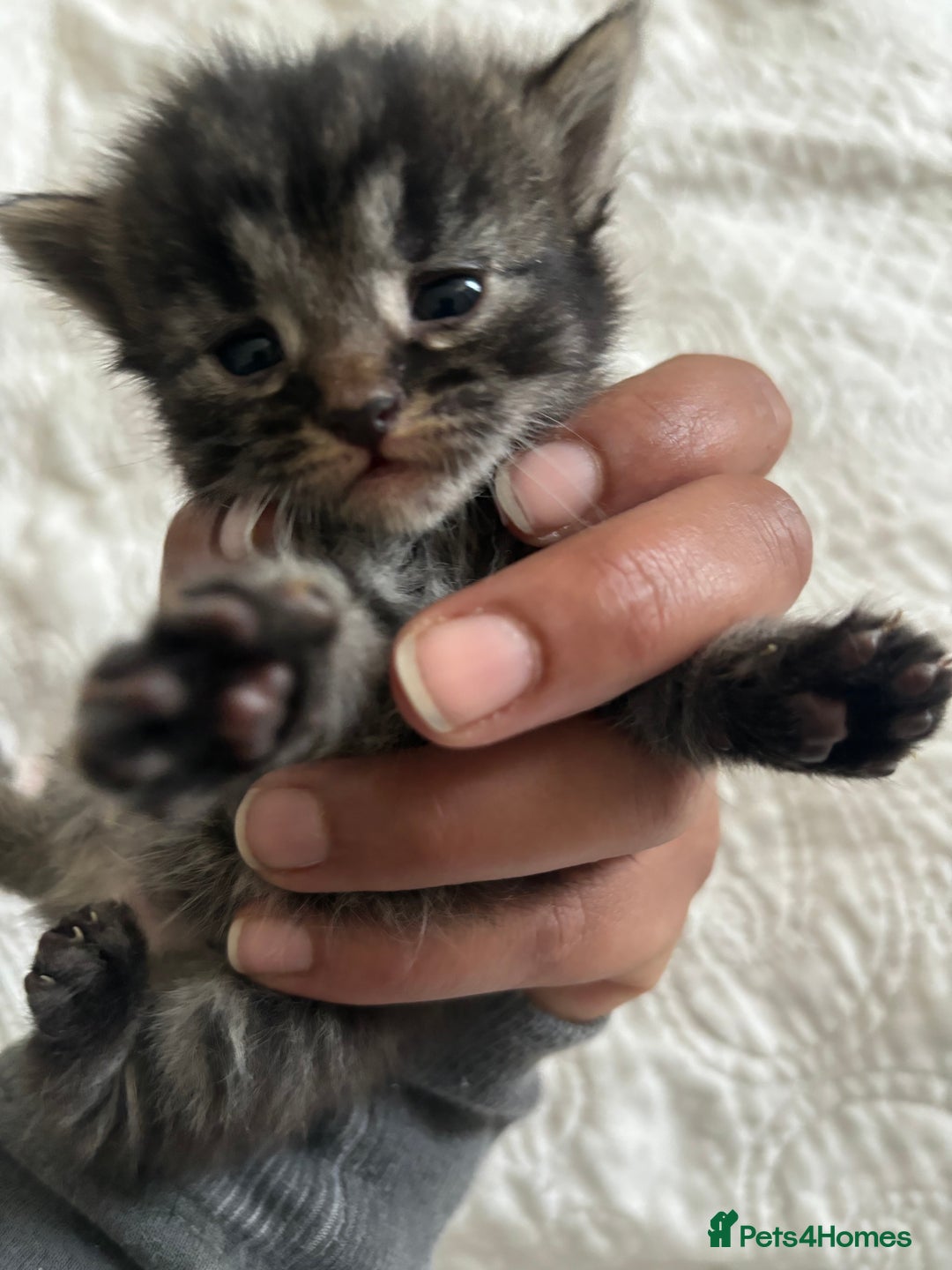 Maine Coon cats for sale: Adorable Kittens  - Image 15