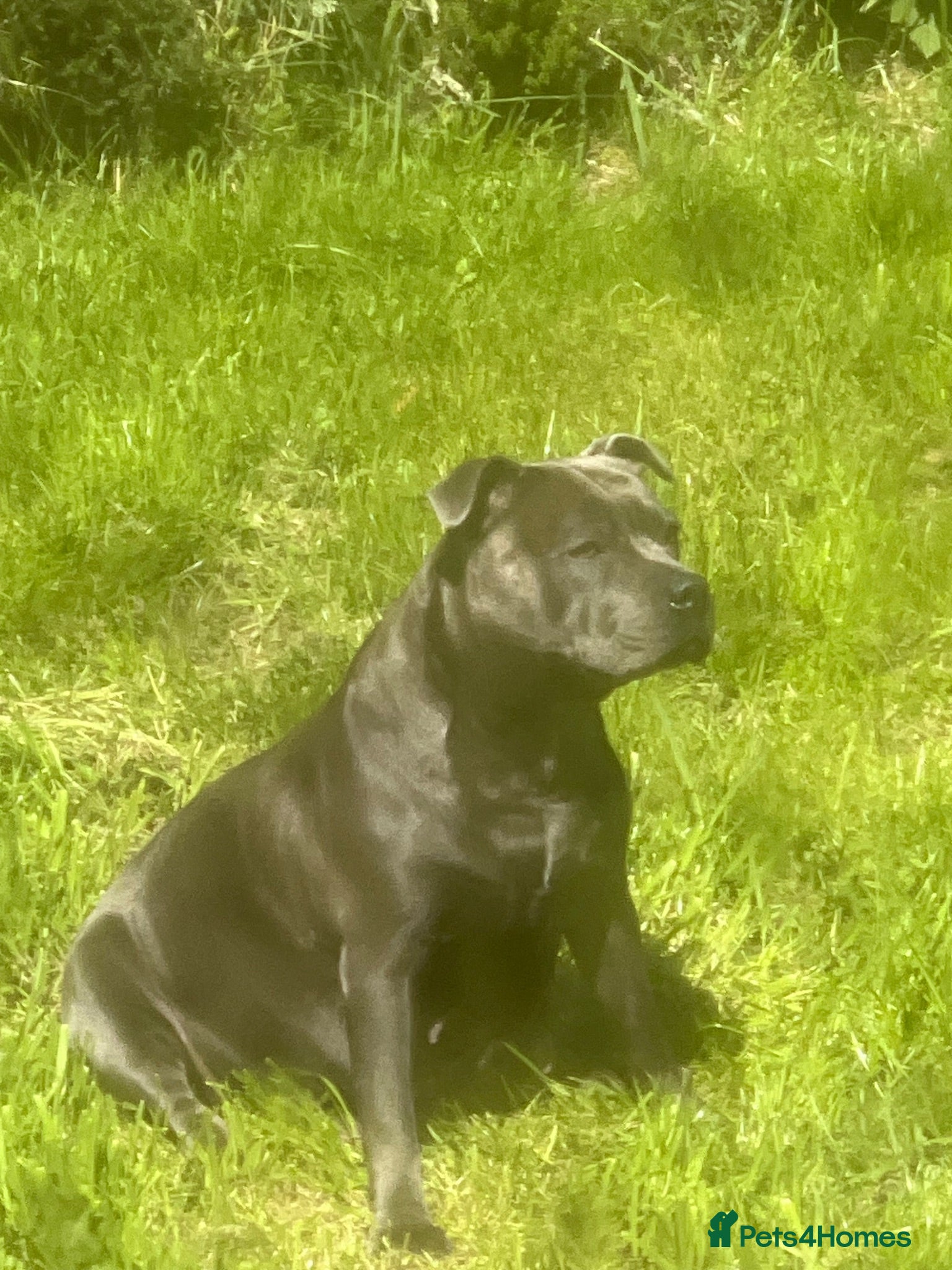 Staffordshire Bull Terrier dogs K. C registered blue Staffordshire puppies - Advert 1
