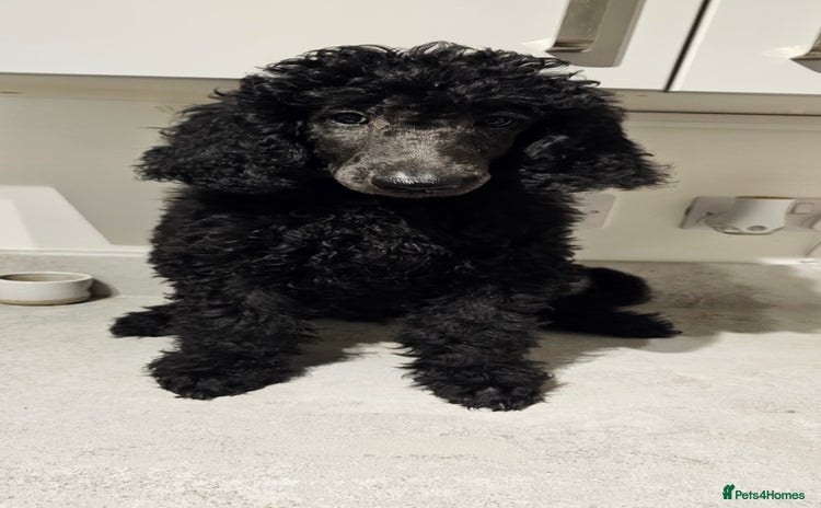 Standard Poodle dogs - Advert 7