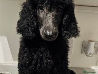 Standard Poodle dogs - Advert 18