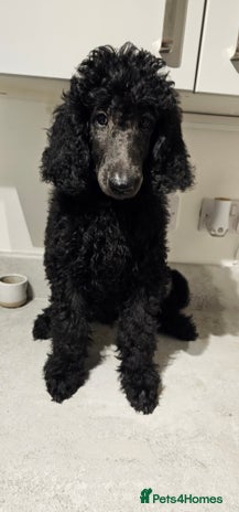 Standard Poodle dogs - Advert 7