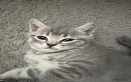 British Shorthair cats for sale: BSH Kittens From Champion Blood Line 🏆🐱 - Image 8