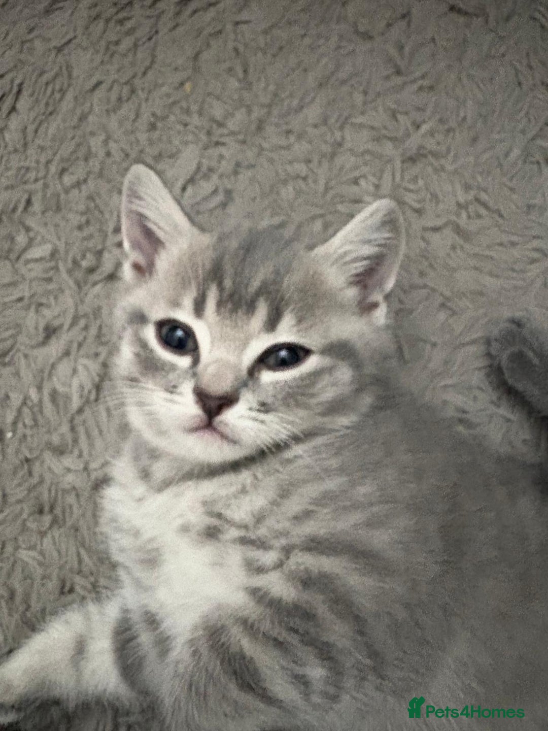 British Shorthair cats for sale: BSH Kittens From Champion Blood Line 🏆🐱 - Image 8