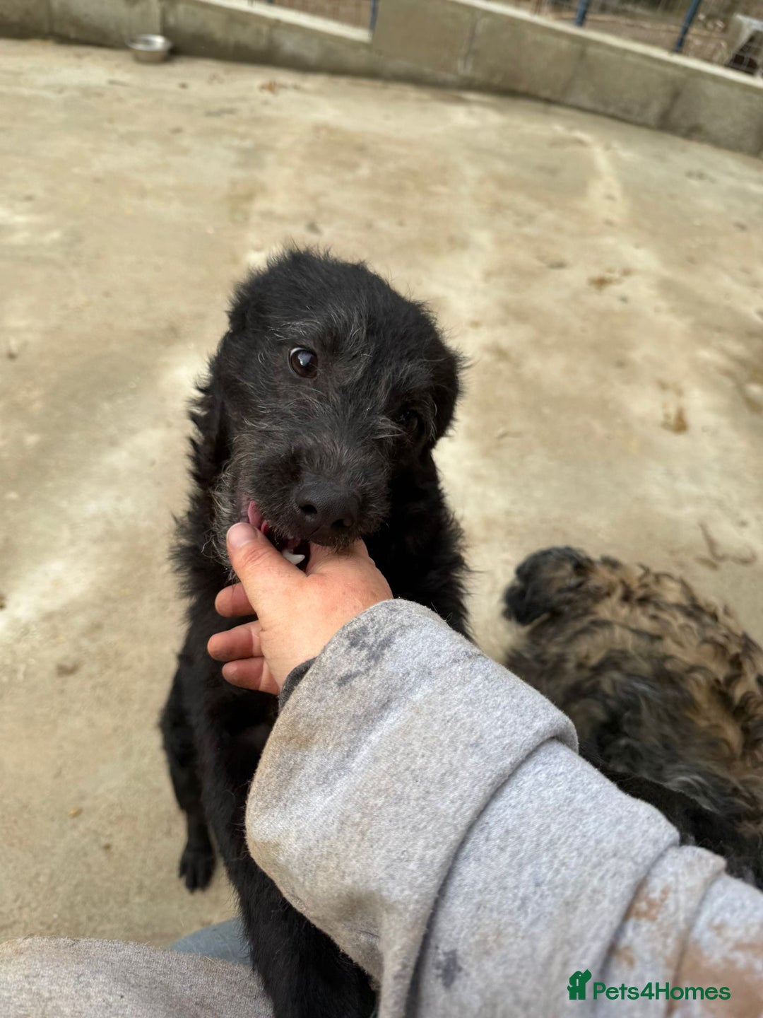 Mixed Breed dogs for adoption: Small dog needs a home! Meet Codi! - Advert 7