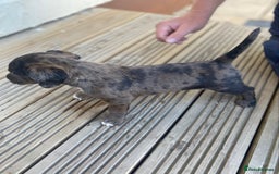 Dachshund dogs for sale: Dachshund x jack Russell puppies  - Image 5