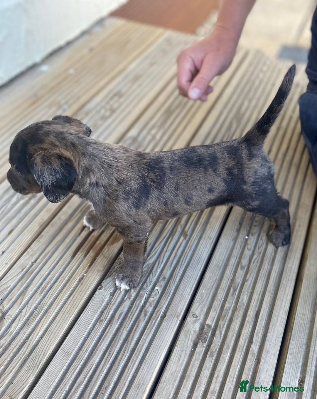 Dachshund dogs for sale: Dachshund x jack Russell puppies  - Image 5
