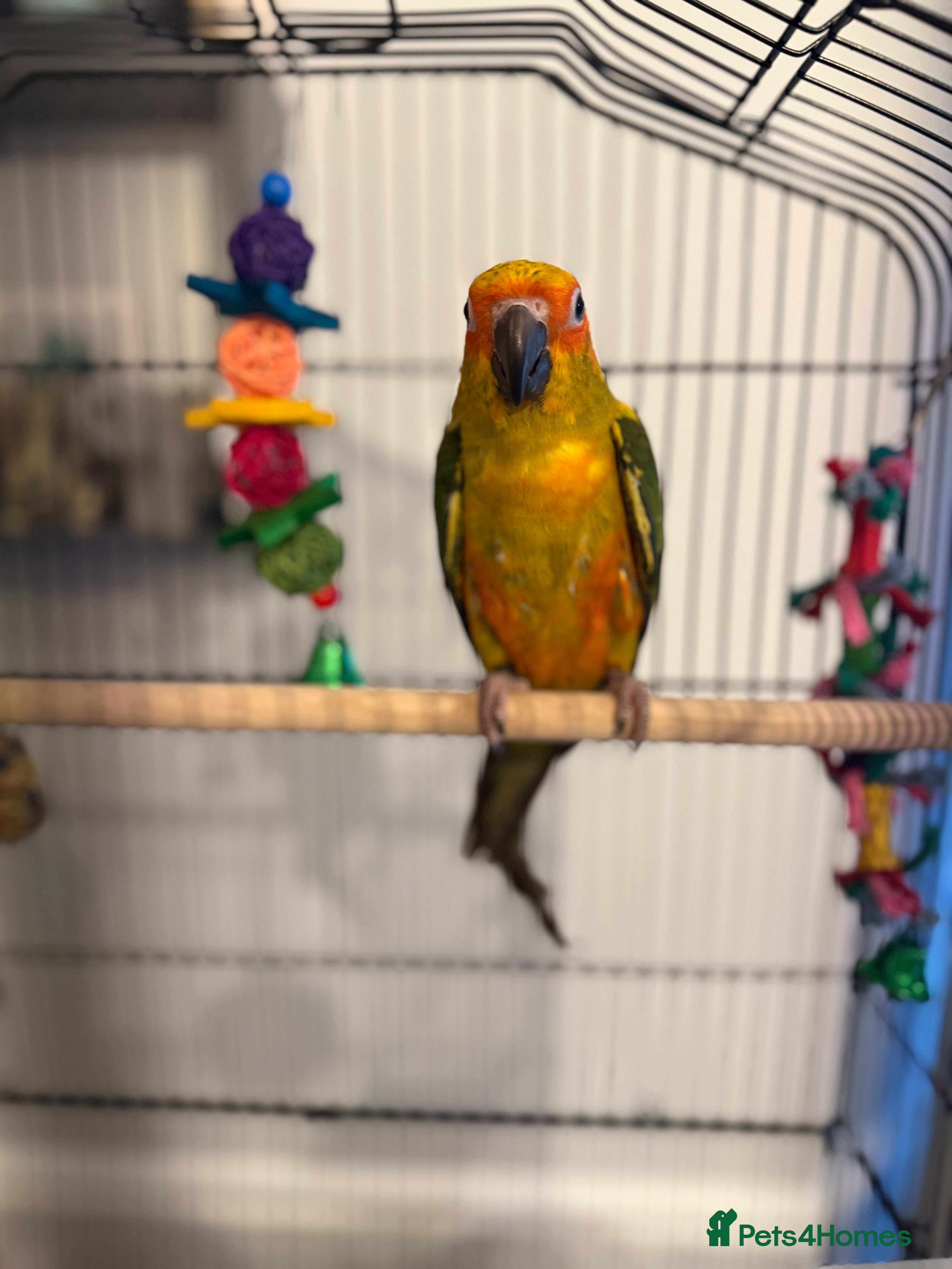 Conures birds Male Sun Conure - Advert 5