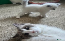 Ragdoll cats for sale: 3 KITTENS 🐱 RAGDOLL🐾  🌸🌿 Blue Point Silky💫🐾* - Image 10