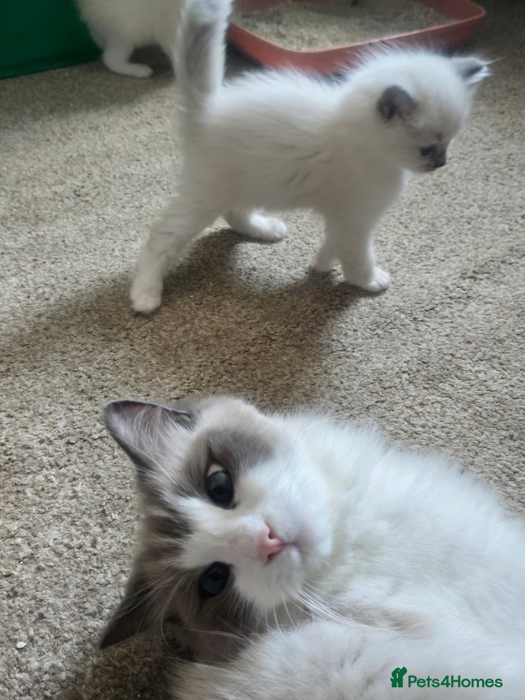 Ragdoll cats for sale: 3 KITTENS 🐱 RAGDOLL🐾  🌸🌿 Blue Point Silky💫🐾* - Image 10