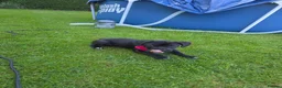 Mixed Breed dogs for sale: Luna Little Legs 6 months  - Advert 13
