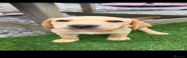 Labrador Retriever 2