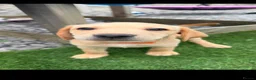 Labrador Retriever dogs for sale: Labrador puppy's  in Mold - Advert 2