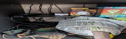Corn Snake reptiles for sale: Gorgeous corn snake with viv and full set up in Clynderwen - Advert 11