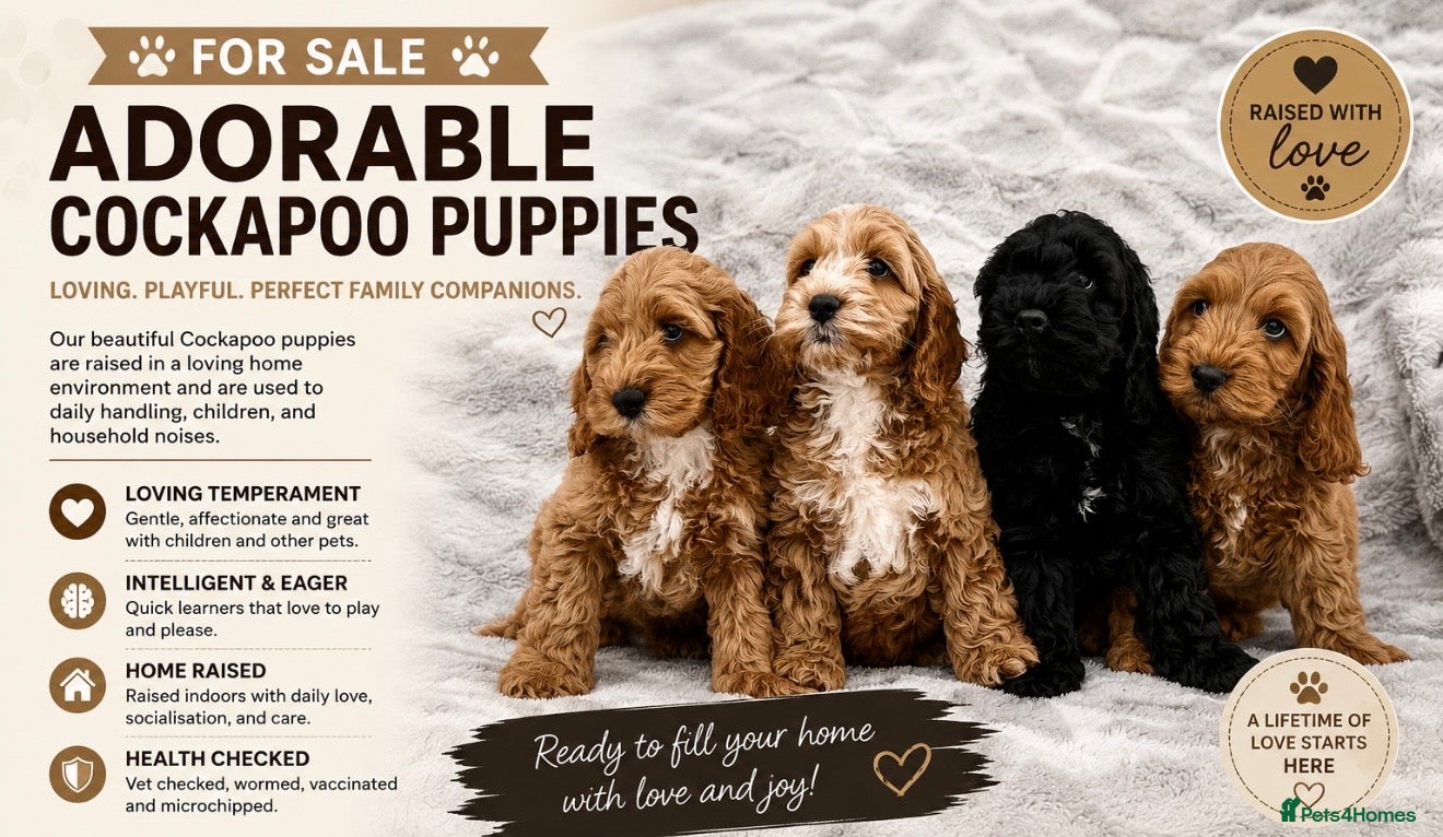 Cockapoo dogs F1 cockapoo puppies 💕READY NOW💕 - Advert 2