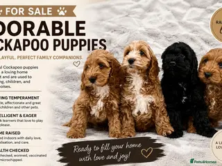 Cockapoo dogs F1 cockapoo puppies 💕READY NOW💕 - Advert 2