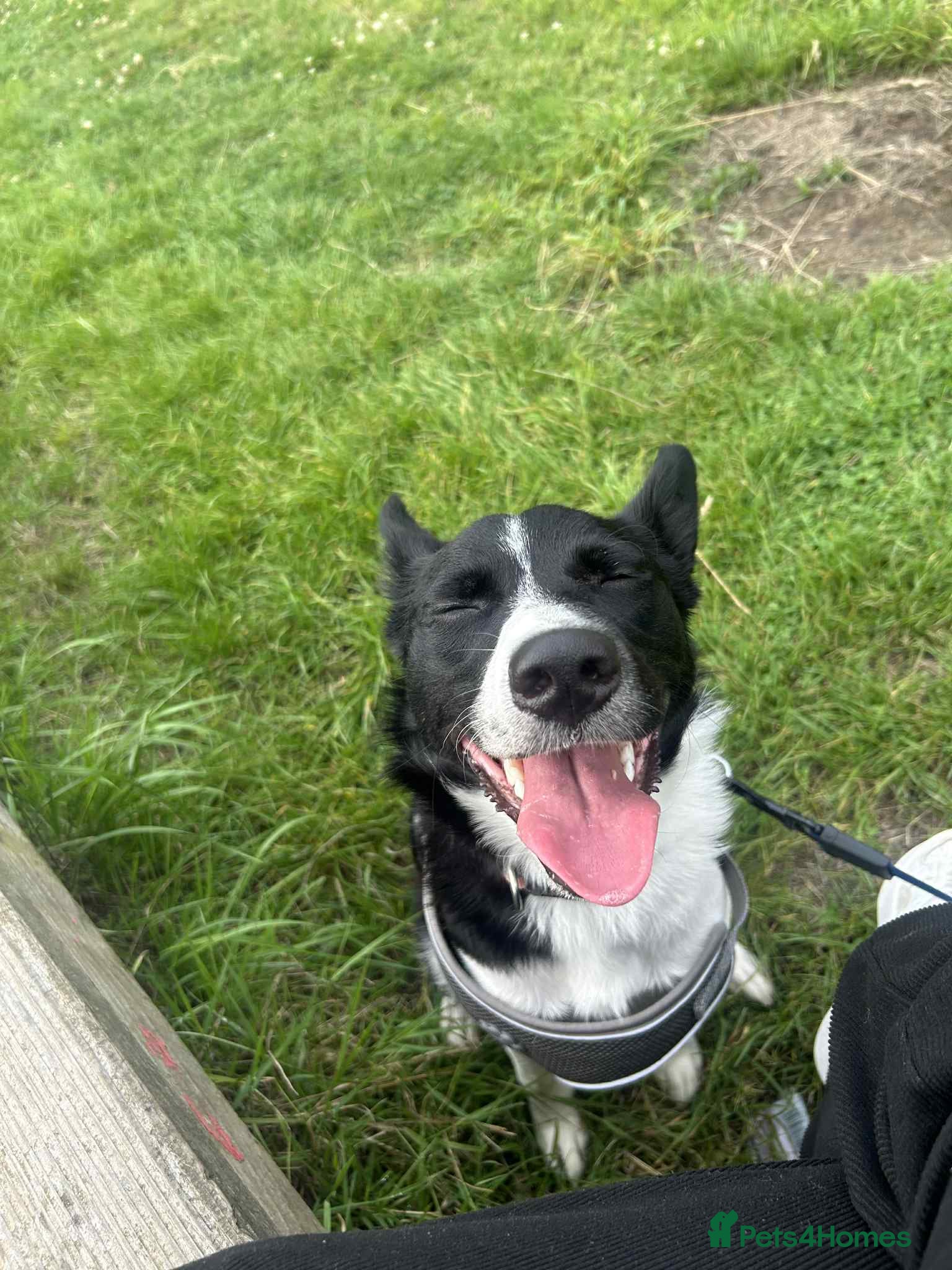 Mixed Breed dogs Border collie x Staffordshire bull terrier - Advert 7