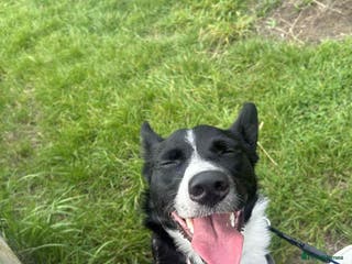 Mixed Breed dogs Border collie x Staffordshire bull terrier - Advert 5