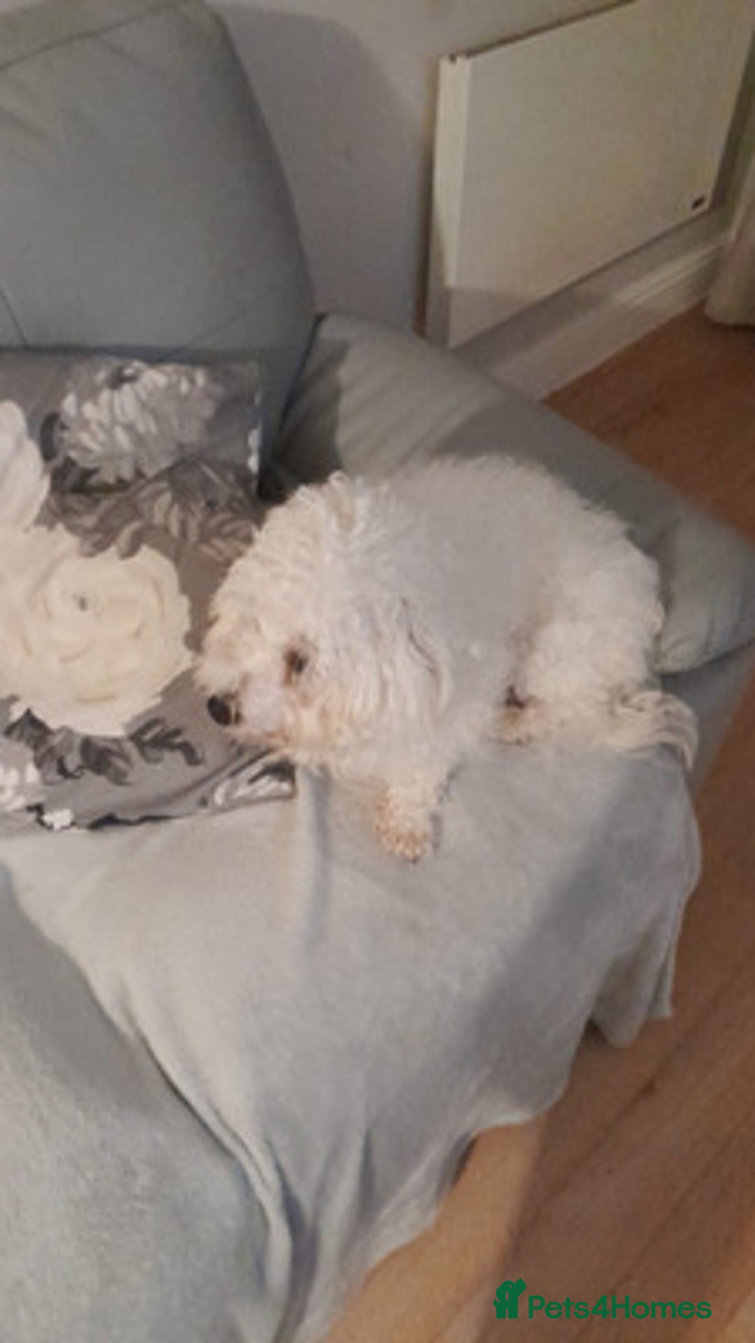 Maltese dogs for sale: beautiful maltese girl - Advert 3