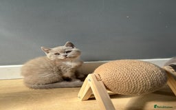 British Shorthair cats for sale: British shorthair kittens - Image 9