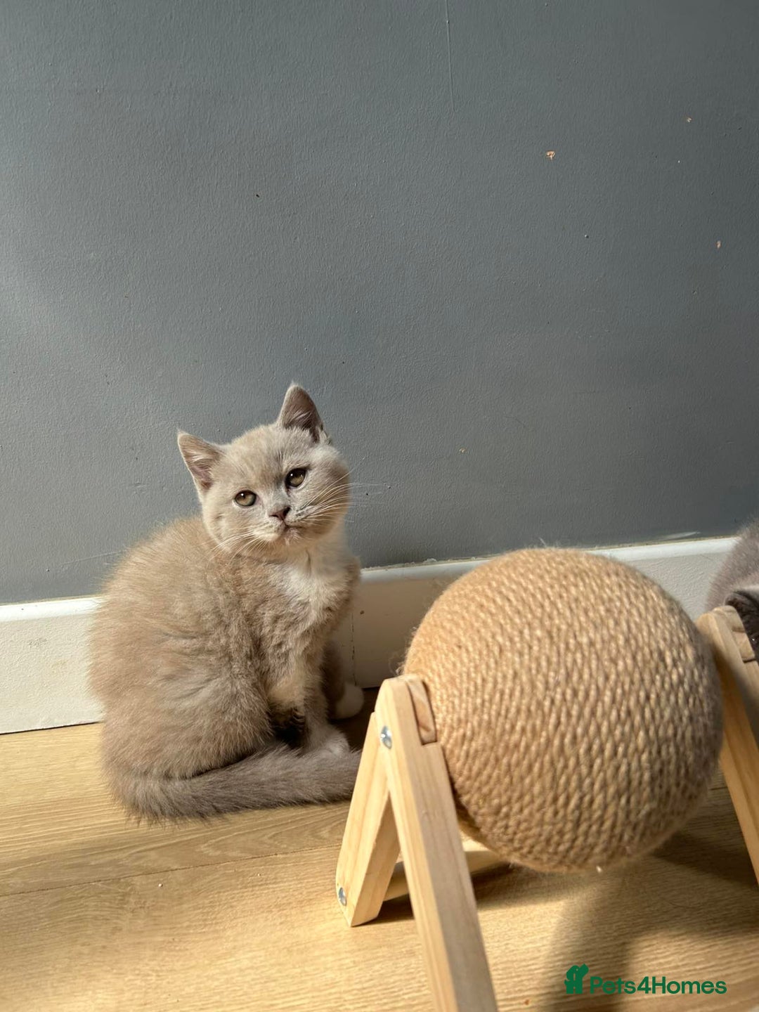 British Shorthair cats for sale: British shorthair kittens - Image 9