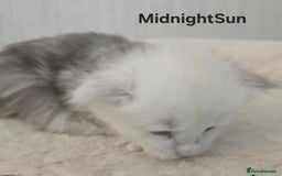 Maine Coon cats for sale: Maine Coon Kittens Black Shaded European Lines - Image 15