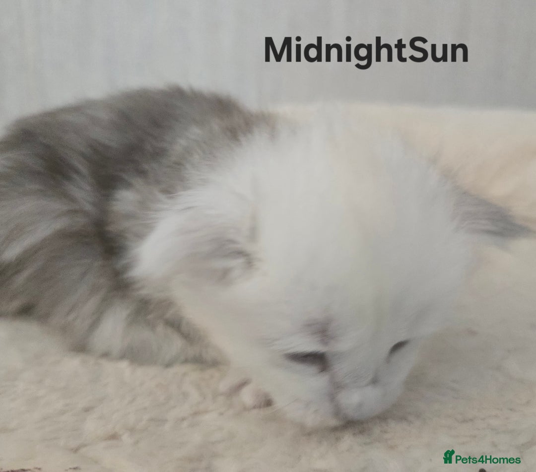 Maine Coon cats for sale: Maine Coon Kittens Black Shaded European Lines - Image 15